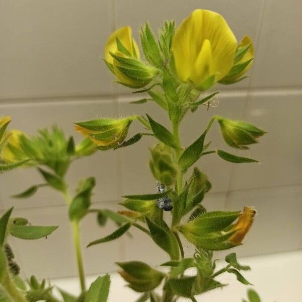 Ononis pubescens Fleur