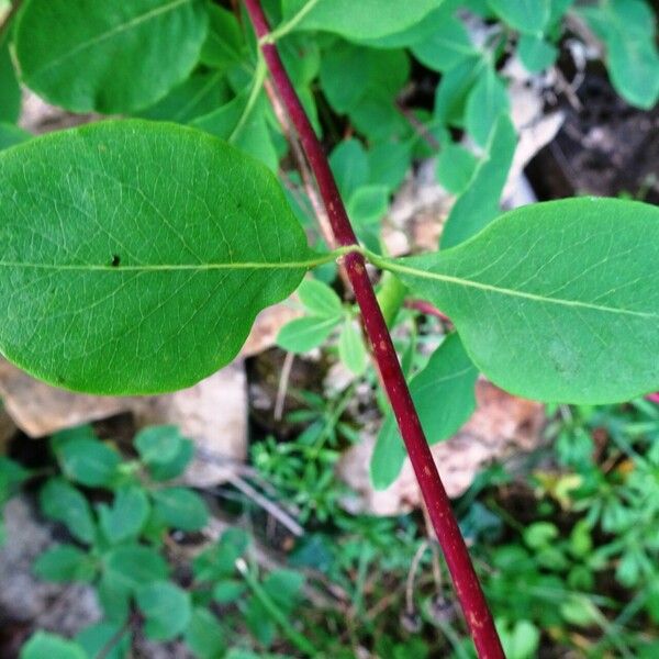 Lonicera etrusca Foglia