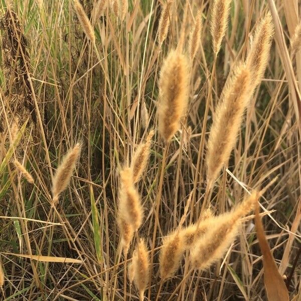 Polypogon maritimus 花