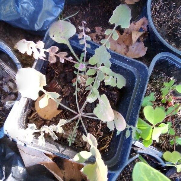 Sonchus oleraceus Folio