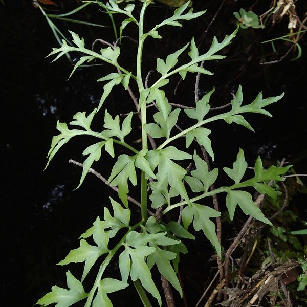 Ceratopteris cornuta Leaf