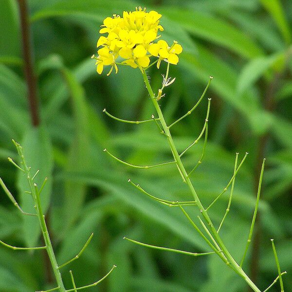 Sisymbrium loeselii Habit