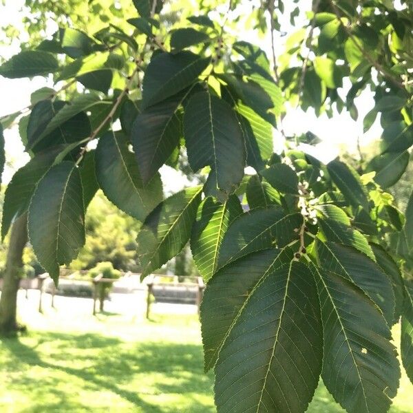 Ulmus serotina ᱥᱟᱠᱟᱢ