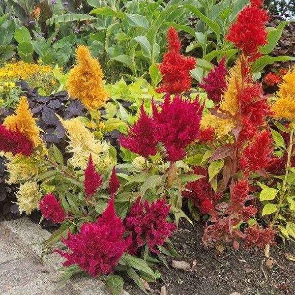 Amaranthus cruentus Цвят