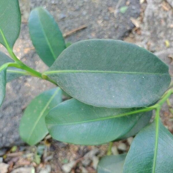 Garcinia gardneriana Blad