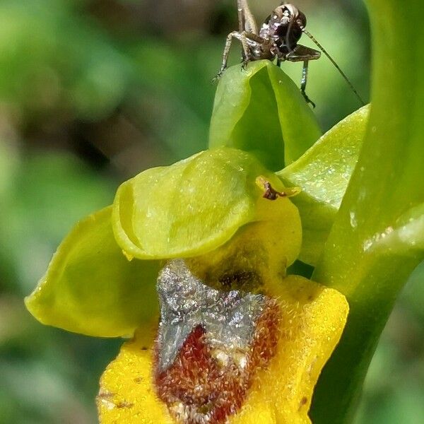 Ophrys lutea Flower