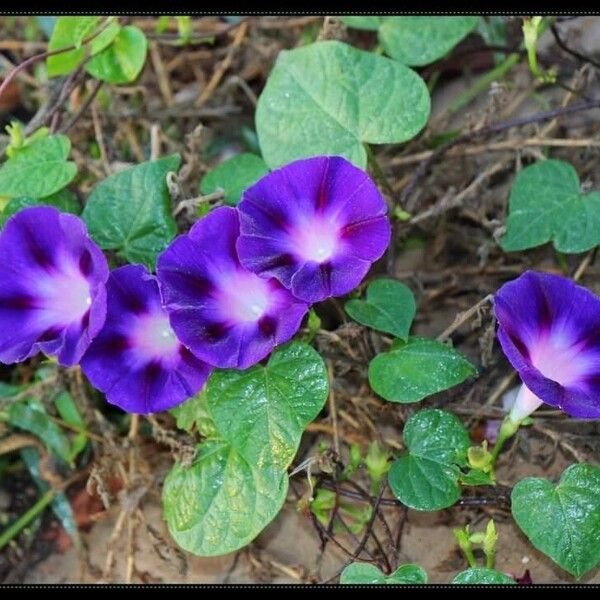 Ipomoea purpurea Květ