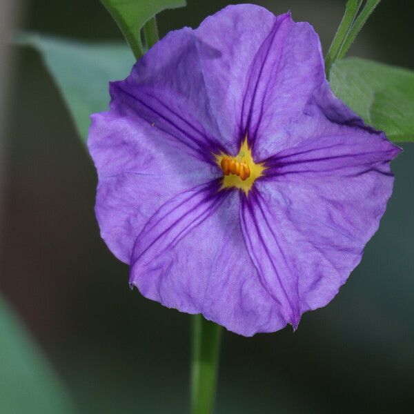 Solanum nudum Flower