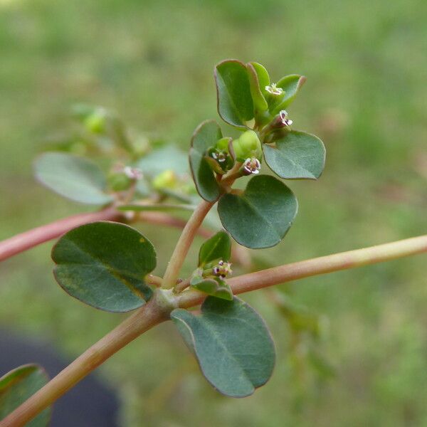 Euphorbia serpens Blüte