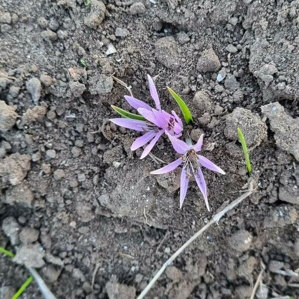 Colchicum cupanii Flower