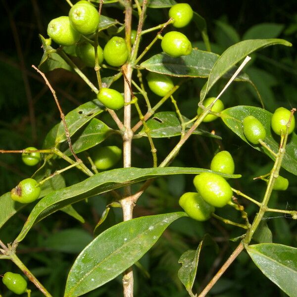 Myrcia splendens Plod