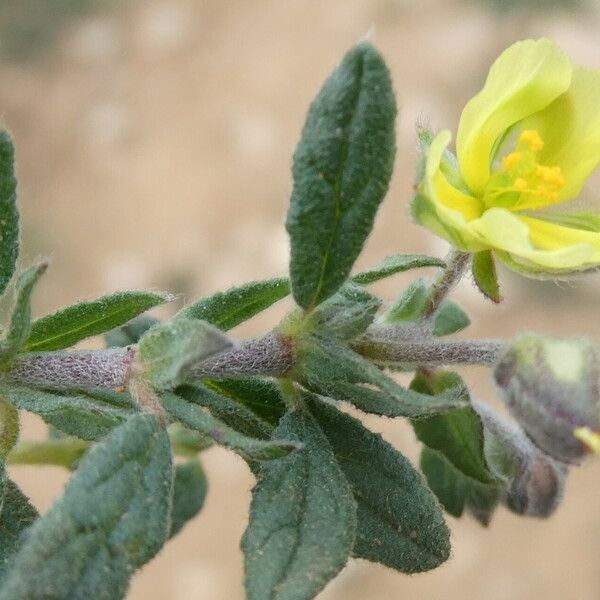 Helianthemum salicifolium Floro