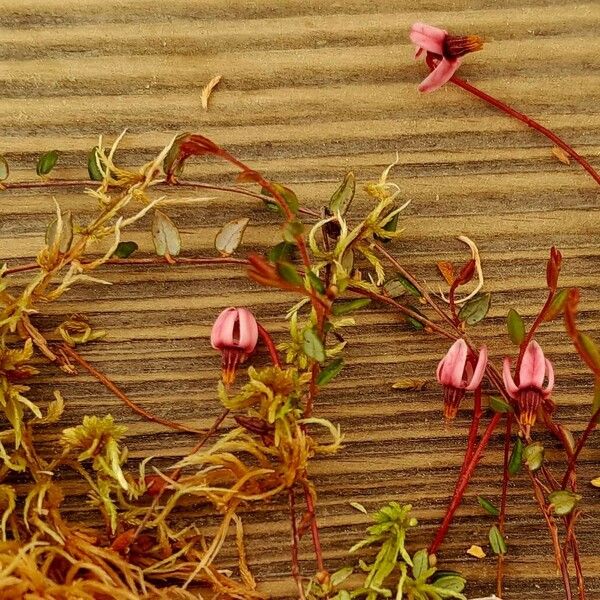 Vaccinium oxycoccos Habitus