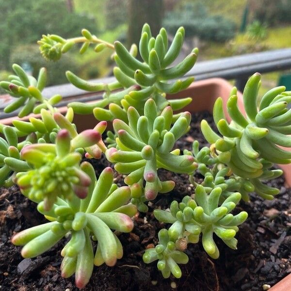 Sedum pachyphyllum Blatt