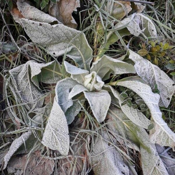 Verbascum thapsus Leaf