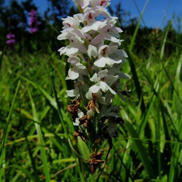 Dactylorhiza maculata Blomst