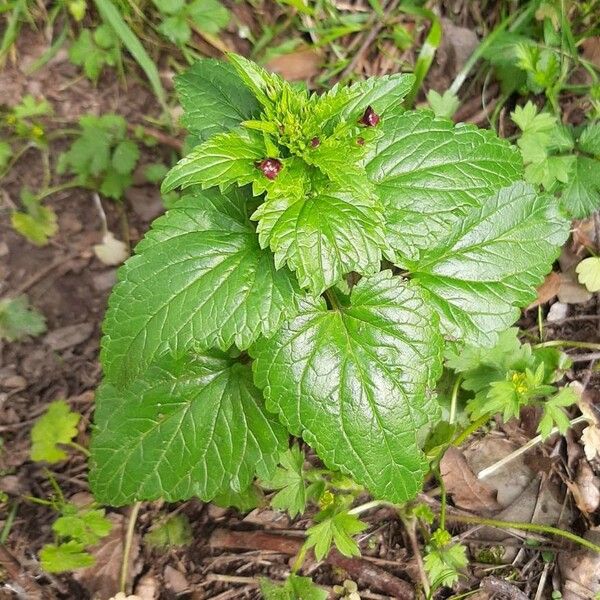 Scrophularia peregrina Лист