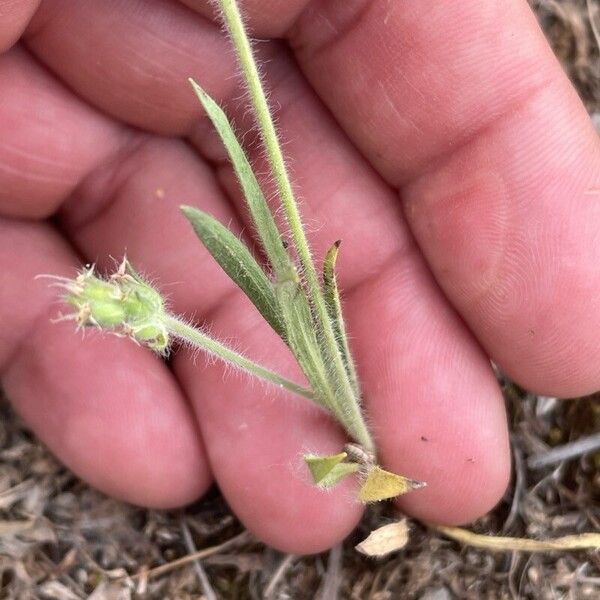 Plantago bellardii Листок