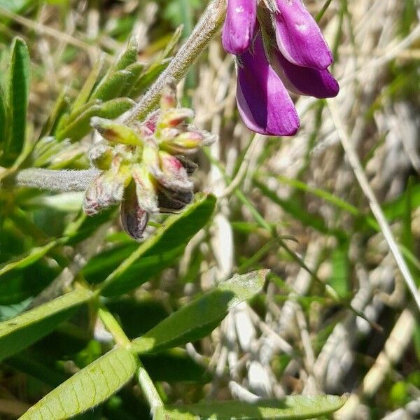 Hedysarum hedysaroides Цветок