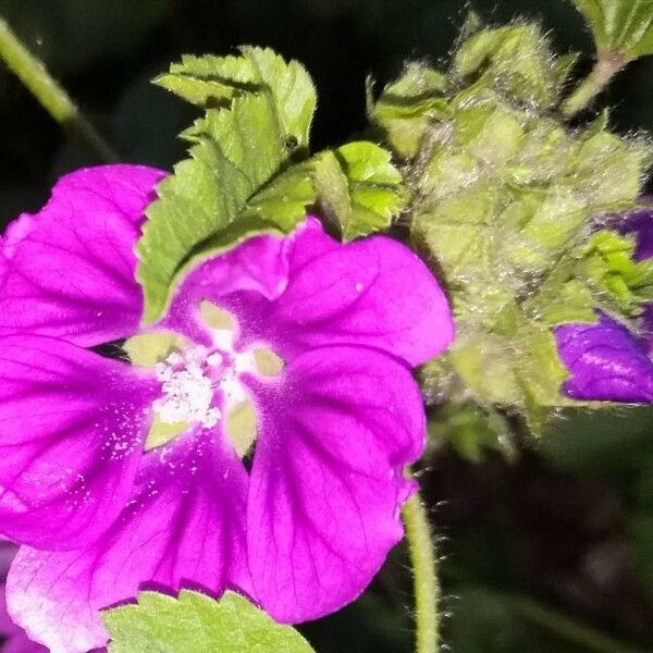 Malva sylvestris Žiedas