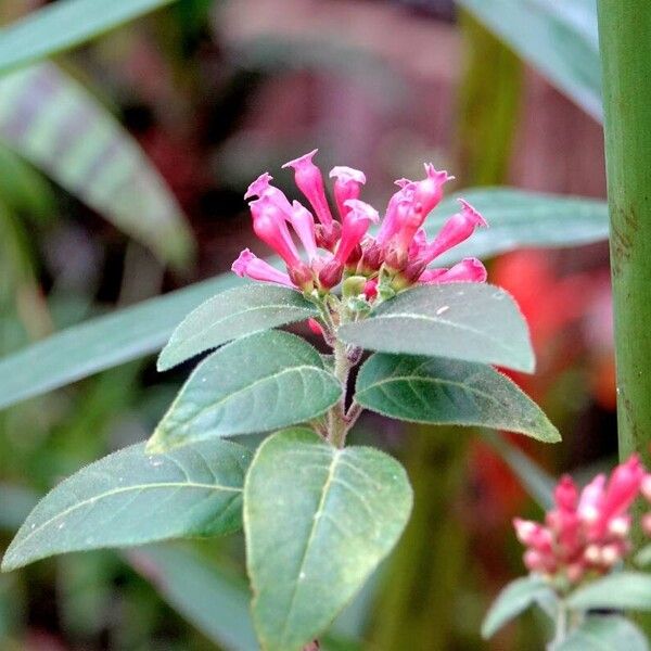 Cestrum elegans Flower