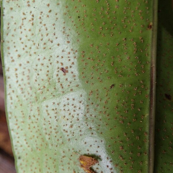 Microsorum punctatum Leaf