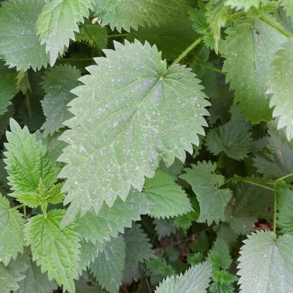 Urtica dioica Blad