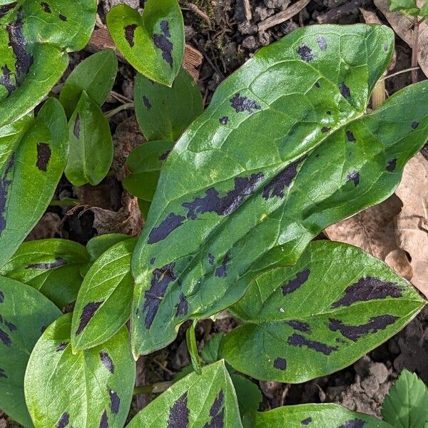 Arum maculatum Folio