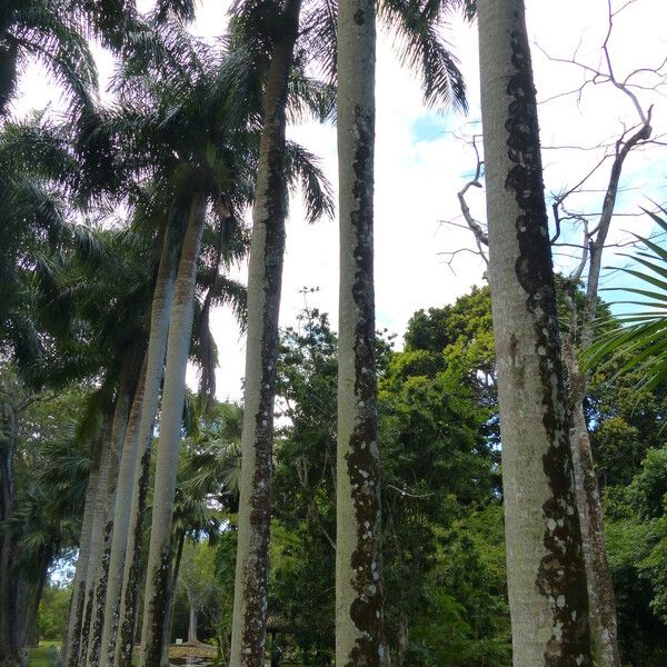 Roystonea borinquena Écorce