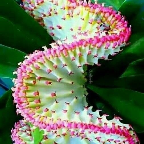 Euphorbia lactea অন্যান্য