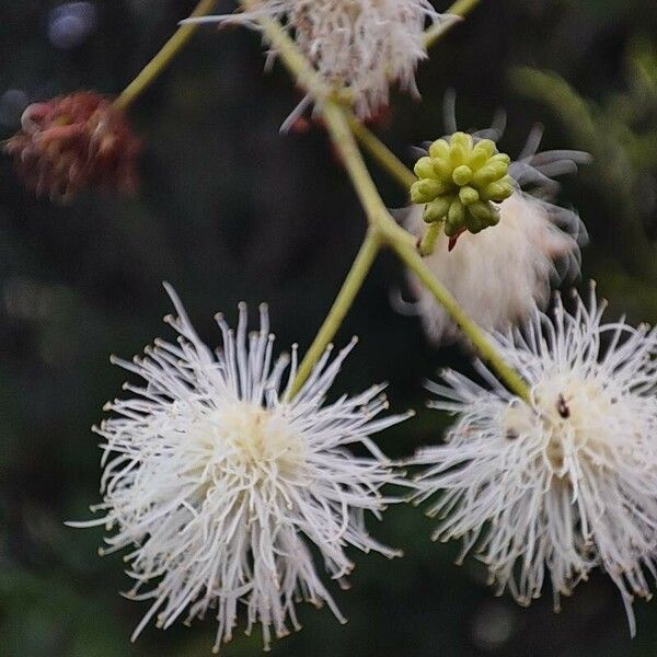 Mimosa bimucronata Blomst
