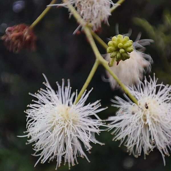 Mimosa bimucronata Flower