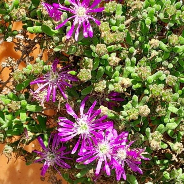 Drosanthemum hispidum Çiçek