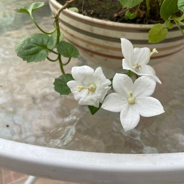 Campanula carpatica Кветка