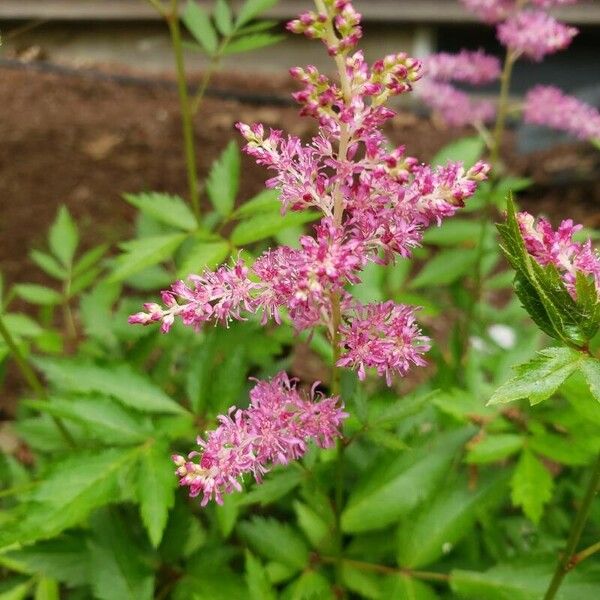 Astilbe japonica Flower