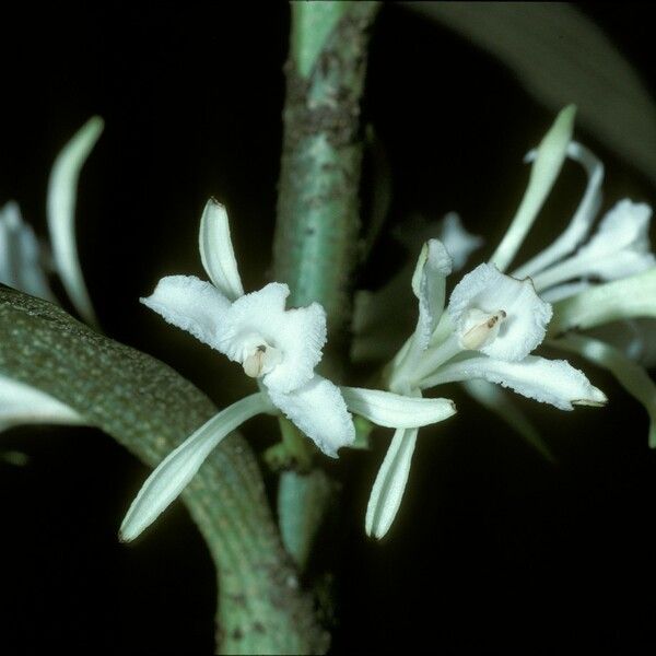 Corymborkis veratrifolia Fleur