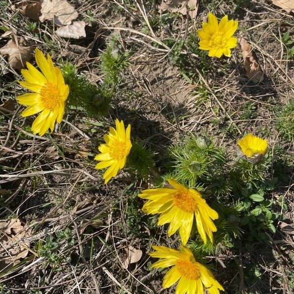 Adonis vernalis Fiore