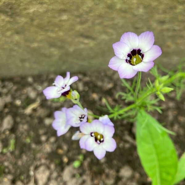 Gilia tricolor Flower