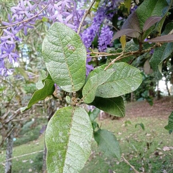 Petrea volubilis Yaprak