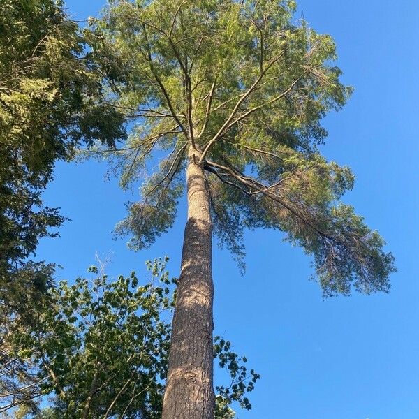 Pinus strobus Kôra