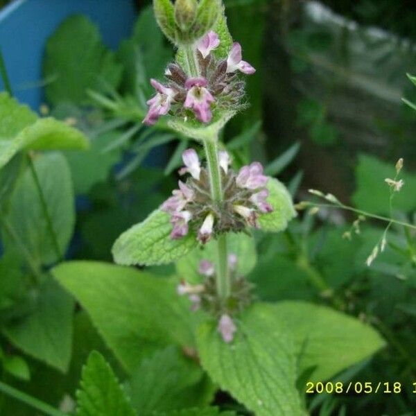 Stachys alpina Blodyn