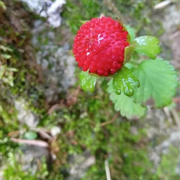 Potentilla indica Fruit