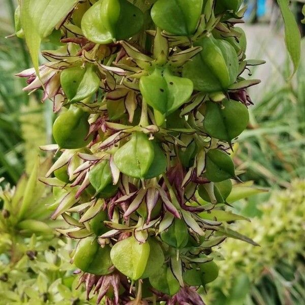 Eucomis autumnalis 花