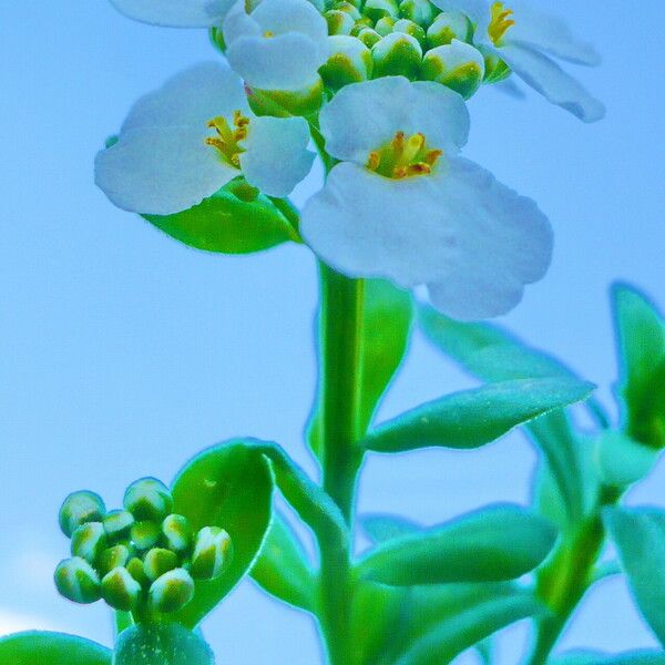 Iberis umbellata Flower