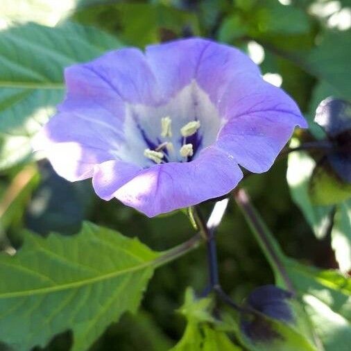 Nicandra physalodes Blomma