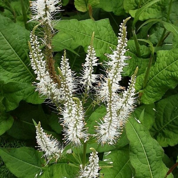 Veronicastrum virginicum Žiedas