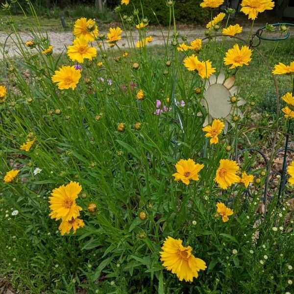 Coreopsis lanceolata Blüte