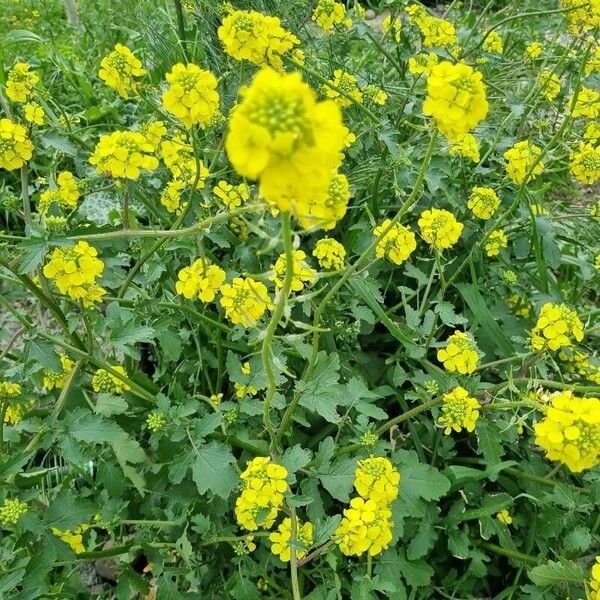 Sinapis alba Flors