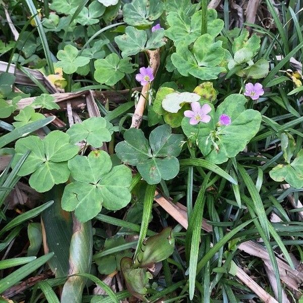 Oxalis violacea Habitus