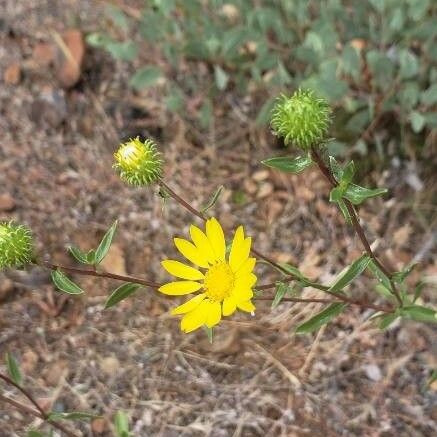 Grindelia lanceolata Flor